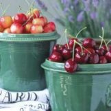 cherry-picking-in-brentwood-ca-near-san-jose-may-june-cherry-1